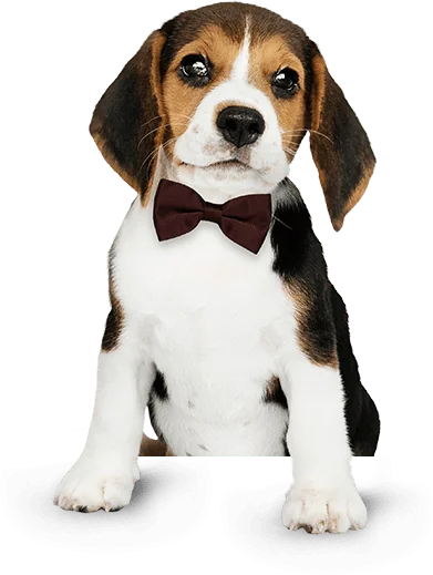 Pet